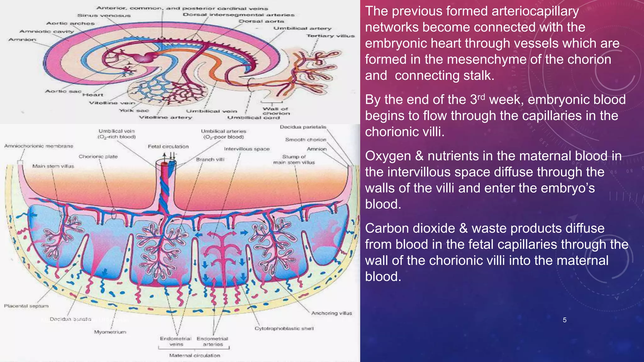 The previous formed arteriocapillary 
networks become connected with the 
embryonic heart through vessels which are 
formed in the mesenchyme of the chorion 
and connecting stalk. 
By the end of the 3rd week, embryonic blood 
begins to flow through the capillaries in the 
chorionic villi. 
Oxygen & nutrients in the maternal blood in 
the intervillous space diffuse through the 
walls of the villi and enter the embryo’s 
blood. 
Carbon dioxide & waste products diffuse 
from blood in the fetal capillaries through the 
wall of the chorionic villi into the maternal 
blood. 
Muhammad Ramzan Ul Rehman 5 
 