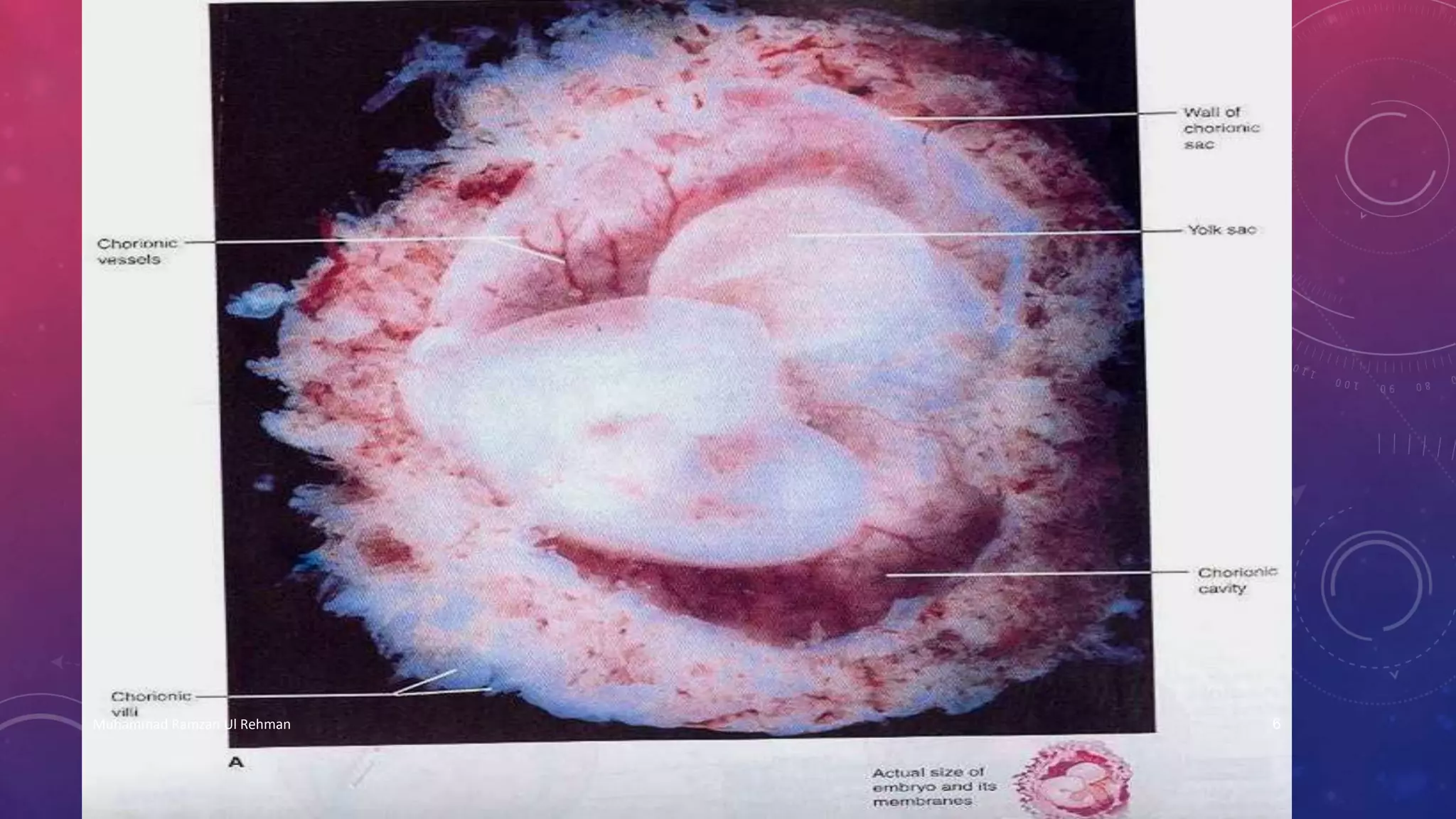 Muhammad Ramzan Ul Rehman 6 
 