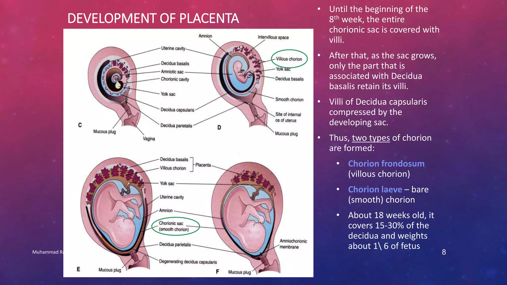 DEVELOPMENT OF PLACENTA 
• Until the beginning of the 
8th week, the entire 
chorionic sac is covered with 
villi. 
• After that, as the sac grows, 
only the part that is 
associated with Decidua 
basalis retain its villi. 
• Villi of Decidua capsularis 
compressed by the 
developing sac. 
• Thus, two types of chorion 
are formed: 
• Chorion frondosum 
(villous chorion) 
• Chorion laeve – bare 
(smooth) chorion 
• About 18 weeks old, it 
covers 15-30% of the 
decidua and weights 
about 1 6 of fetus 
Muhammad Ramzan Ul Rehman 8 
 