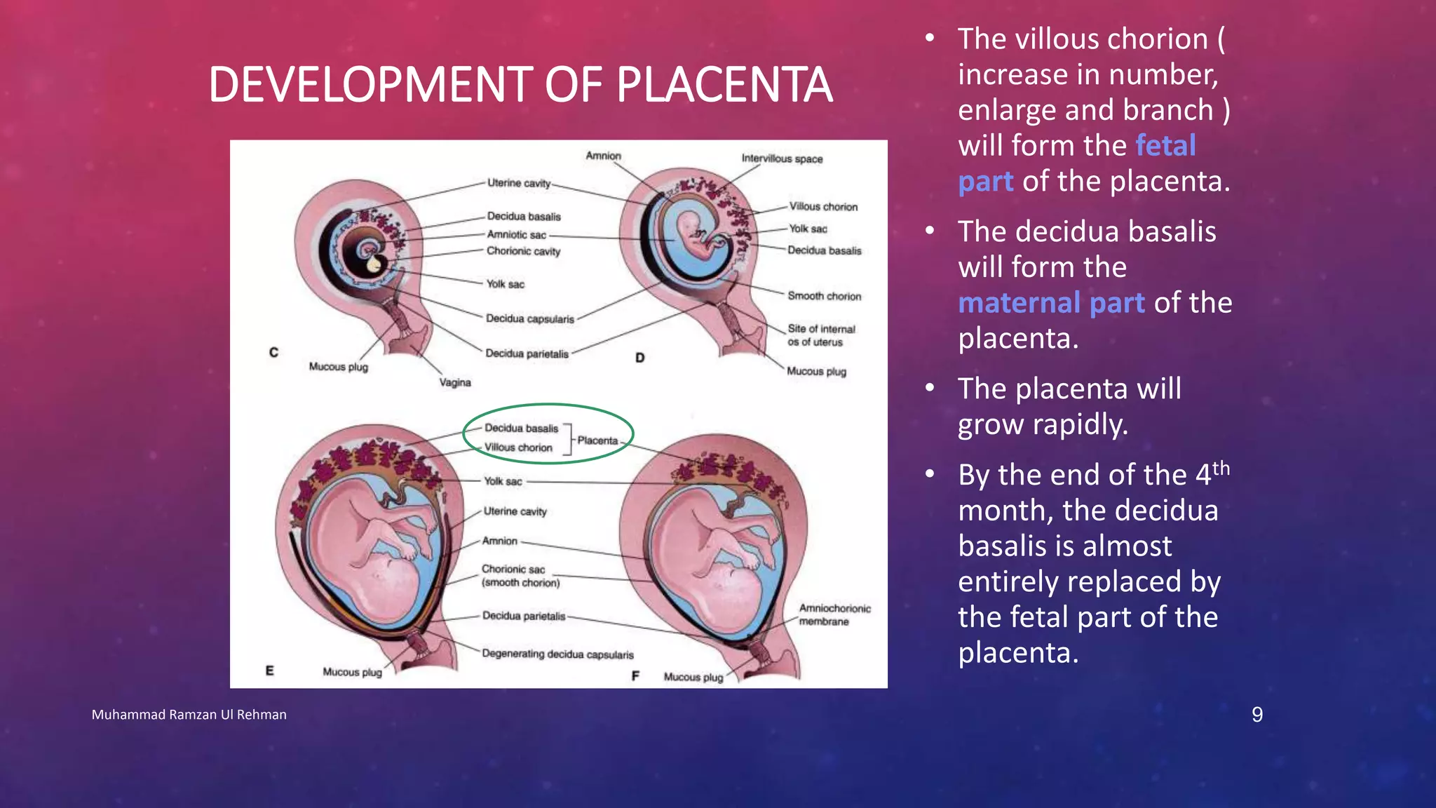 DEVELOPMENT OF PLACENTA 
• The villous chorion ( 
increase in number, 
enlarge and branch ) 
will form the fetal 
part of the placenta. 
• The decidua basalis 
will form the 
maternal part of the 
placenta. 
• The placenta will 
grow rapidly. 
• By the end of the 4th 
month, the decidua 
basalis is almost 
entirely replaced by 
the fetal part of the 
placenta. 
Muhammad Ramzan Ul Rehman 9 
 