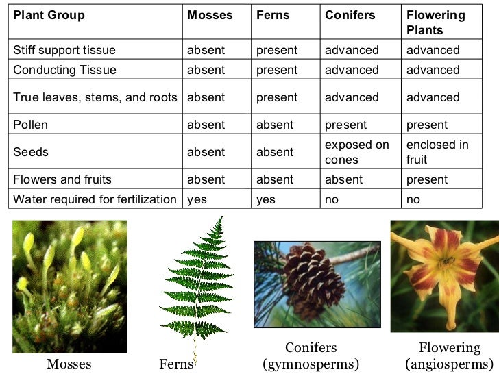 plants