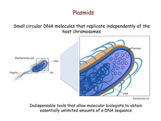 Plasmids
Indispensable tools that allow molecular biologists to obtain
essentially unlimited amounts of a DNA sequence
Small circular DNA molecules that replicate independently of the
host chromosomes
 