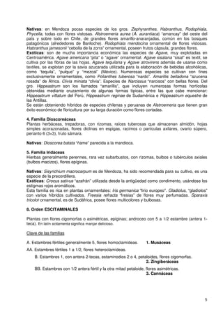 Nativas: en Mendoza pocas especies de los gros. Zephyranthes, Habranthus, Rodophiala,
Phycella, todas con flores vistosas. Alstroemeria aurea (A. aurantiaca) “amancay” del oeste del
país y sobre todo en Chile, de grandes flores amarillo-anaranjadas, común en los bosques
patagónicos (alrededores de Bariloche). Rodophiala mendocina ornamental de flores vistosas.
Habranthus jamesonii “cebolla de la zorra” ornamental, poseen frutos cápsula, grandes flores.
Exóticas: son de mucha importancia económica las especies de Agave, muy explotadas en
Centroamérica. Agave americana “pita” o “agave” ornamental. Agave sisalana “sisal” es textil, se
cultiva por las fibras de las hojas. Agave tequilana y Agave atrovirens además de usarse como
textiles, se explotan por la savia azucarada utilizada para la elaboración de bebidas alcohólicas,
como “tequila”, “pulque” y “mezcal” (México). Numerosas especies se cultivan con fines
exclusivamente ornamentales, como Polianthes tuberosa “nardo”. Amarillis belladona “azucena
rosada” de África. Clivia miniata “clivia”. Especies de Narcissus “narcisos” con bellas flores. Del
gro. Hippeastrum son los llamados “amarillis”, que incluyen numerosas formas hortícolas
obtenidas mediante cruzamiento de algunas formas típicas, entre las que cabe mencionar:
Hippeastrum vittatum del Perú, Hippeastrum reginae de Sudamérica e Hippeastrum equestre de
las Antillas.
Se están obteniendo híbridos de especies chilenas y peruanas de Alstroemeria que tienen gran
éxito económico de floricultura por su larga duración como flores cortadas.

4. Familia Dioscoreáceas
Plantas herbáceas, trepadoras, con rizomas, raíces tuberosas que almacenan almidón, hojas
simples acorazonadas, flores diclinas en espigas, racimos o panículas axilares, ovario súpero,
perianto 6 (3+3), fruto sámara.

Nativas: Dioscorea batata “ñame” parecida a la mandioca.

5. Familia Iridáceas
Hierbas generalmente perennes, rara vez subarbustos, con rizomas, bulbos o tubérculos axiales
(bulbos macizos), flores epíginas.

Nativas: Sisyrichium macrocarpum es de Mendoza, ha sido recomendada para su cultivo, es una
especie de la precordillera.
Exóticas: Crocus sativus “azafrán” utilizada desde la antigüedad como condimento, usándose los
estigmas rojos aromáticos.
Esta familia es rica en plantas ornamentales: Iris germanica “lirio europeo”. Gladiolus, “gladiolos”
con varios híbridos cultivados. Freesia refracta “fresias” de flores muy perfumadas. Sparaxis
tricolor ornamental, es de Sudáfrica, posee flores multicolores y bulbosas.

8. Orden ESCITAMINALES

Plantas con flores cigomorfas o asimétricas, epíginas; androceo con 5 a 1/2 estambre (antera 1-
teca). En latín scitamenta significa manjar delicioso.

Clave de las familias

A. Estambres fértiles generalmente 5, flores homoclamídeas.        1. Musáceas
AA. Estambres fértiles 1 a 1/2, flores heteroclamídeas.
    B. Estambres 1, con antera 2-tecas, estaminodios 2 o 4, petaloides, flores cigomorfas.
                                                                2. Zingiberáceas
    BB. Estambres con 1/2 antera fértil y la otra mitad petaloide, flores asimétricas.
                                                                   3. Cannáceas




                                                                                                  5
 