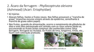 2. Ácaro da ferrugem - Phyllocoptruta oleivora
(Ashmead) (Acari: Eriophyidae)
• b) Injúrias
• Atacam folhas, hastes e frutos novos. Nas folhas provocam a "mancha de
graxa" (manchas escuras visíveis através da epiderme, semelhante à
mancha de graxa sobre papel).
• Nos frutos, quando da alimentação, ocorre o rompimento de glândulas de
óleo e este óleo extravasado em contato com os raios solares oxida-se,
escurecendo os frutos (estes sintomas são conhecidos como: falsa
ferrugem, ferrugem ou mulata). Os frutos de lima, tangerina, limão, etc.,
ficam com coloração prateada.
Fonte:unperiodico.unal.edu.co
 