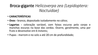 Broca-gigante Helicoverpa zea (Lepidoptera:
Noctuidae)
• CARACTERÍSTICAS
• Ovos - branco, depositado isoladamente no cálice;
• Lagartas - coloração variável, com faixas escuras pelo corpo e
manchas escuras na base das cerdas. Ocorre, geralmente, uma por
fruto e desenvolve em 6 ínstares;
• Pupas - marrom e no solo a até 20 cm de profundidade;
 