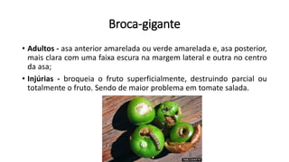 Broca-gigante
• Adultos - asa anterior amarelada ou verde amarelada e, asa posterior,
mais clara com uma faixa escura na margem lateral e outra no centro
da asa;
• Injúrias - broqueia o fruto superficialmente, destruindo parcial ou
totalmente o fruto. Sendo de maior problema em tomate salada.
 