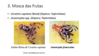 3. Mosca das frutas
• - Ceratitis capitata (Wied) (Diptera: Tephritidae)
• - Anastrepha spp. (Diptera: Tephritidae)
Fonte: atividaderural.com.br
 