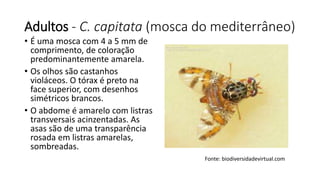 Adultos - C. capitata (mosca do mediterrâneo)
• É uma mosca com 4 a 5 mm de
comprimento, de coloração
predominantemente amarela.
• Os olhos são castanhos
violáceos. O tórax é preto na
face superior, com desenhos
simétricos brancos.
• O abdome é amarelo com listras
transversais acinzentadas. As
asas são de uma transparência
rosada em listras amarelas,
sombreadas.
Fonte: biodiversidadevirtual.com
 