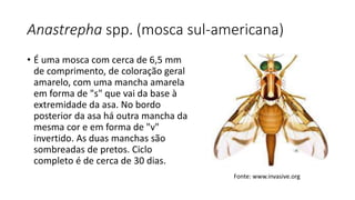 Anastrepha spp. (mosca sul-americana)
• É uma mosca com cerca de 6,5 mm
de comprimento, de coloração geral
amarelo, com uma mancha amarela
em forma de "s" que vai da base à
extremidade da asa. No bordo
posterior da asa há outra mancha da
mesma cor e em forma de "v"
invertido. As duas manchas são
sombreadas de pretos. Ciclo
completo é de cerca de 30 dias.
Fonte: www.invasive.org
 