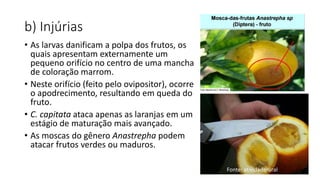 b) Injúrias
• As larvas danificam a polpa dos frutos, os
quais apresentam externamente um
pequeno orifício no centro de uma mancha
de coloração marrom.
• Neste orifício (feito pelo ovipositor), ocorre
o apodrecimento, resultando em queda do
fruto.
• C. capitata ataca apenas as laranjas em um
estágio de maturação mais avançado.
• As moscas do gênero Anastrepha podem
atacar frutos verdes ou maduros.
Fonte: atividaderural
 