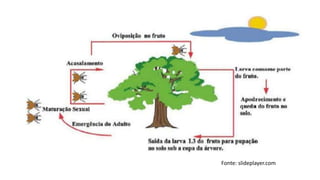 Fonte: slideplayer.com
 