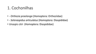 1. Cochonilhas
• - Orthezia praelonga (Homoptera: Ortheziidae)
• - Selenaspidus articulatus (Homoptera: Diaspididae)
• Unaspis citri (Homoptera: Diaspididae)
 
