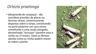 Ortezia praelonga
• (desprovida de carapaça) - são
coccídeos providos de placas ou
lâminas céreas, simetricamente
dispostas sobre o corpo, constituindo
na parte posterior um saco céreo,
semelhante a uma cauda alongada,
denominado "ovissaco" (contém ovos e
ninfas no 1º ínstar). Tanto as fêmeas
adultas como as ninfas podem mover-
se sobre a planta.
 