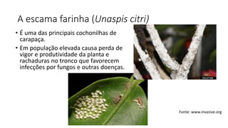 A escama farinha (Unaspis citri)
• É uma das principais cochonilhas de
carapaça.
• Em população elevada causa perda de
vigor e produtividade da planta e
rachaduras no tronco que favorecem
infecções por fungos e outras doenças.
Fonte: www.invasive.org
 