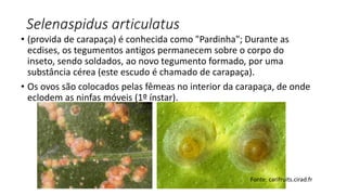 Selenaspidus articulatus
• (provida de carapaça) é conhecida como "Pardinha"; Durante as
ecdises, os tegumentos antigos permanecem sobre o corpo do
inseto, sendo soldados, ao novo tegumento formado, por uma
substância cérea (este escudo é chamado de carapaça).
• Os ovos são colocados pelas fêmeas no interior da carapaça, de onde
eclodem as ninfas móveis (1º ínstar).
Fonte: carifruits.cirad.fr
 