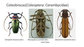 Coleobrocas(Coleoptera: Cerambycidae)
Diploschema rotundicolle (Serv.)- Macropophora accentifer (Oliv.)Trachyderes thoracicus (Oliv.)
Fonte: flicker
 