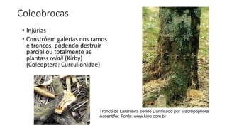 Coleobrocas
• Injúrias
• Constróem galerias nos ramos
e troncos, podendo destruir
parcial ou totalmente as
plantass reidii (Kirby)
(Coleoptera: Curculionidae)
Tronco de Laranjeira sendo Danificado por Macropophora
Accentifer. Fonte: www.kino.com.br
 