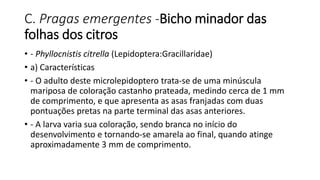 C. Pragas emergentes -Bicho minador das
folhas dos citros
• - Phyllocnistis citrella (Lepidoptera:Gracillaridae)
• a) Características
• - O adulto deste microlepidoptero trata-se de uma minúscula
mariposa de coloração castanho prateada, medindo cerca de 1 mm
de comprimento, e que apresenta as asas franjadas com duas
pontuações pretas na parte terminal das asas anteriores.
• - A larva varia sua coloração, sendo branca no início do
desenvolvimento e tornando-se amarela ao final, quando atinge
aproximadamente 3 mm de comprimento.
 