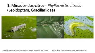 1. Minador-dos-citros - Phyllocnistis citrella
(Lepidoptera, Gracillariidae)
Fonte: http://cisr.ucr.edu/citrus_leafminer.htmlConhecida como uma das maiores pragas mundiais dos citros
 