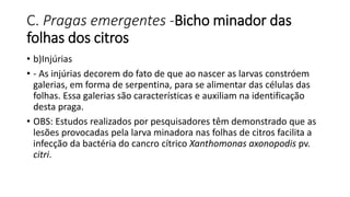 C. Pragas emergentes -Bicho minador das
folhas dos citros
• b)Injúrias
• - As injúrias decorem do fato de que ao nascer as larvas constróem
galerias, em forma de serpentina, para se alimentar das células das
folhas. Essa galerias são características e auxiliam na identificação
desta praga.
• OBS: Estudos realizados por pesquisadores têm demonstrado que as
lesões provocadas pela larva minadora nas folhas de citros facilita a
infecção da bactéria do cancro cítrico Xanthomonas axonopodis pv.
citri.
 