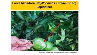 http://pt.slideshare.net/danielmotaba/citros-pragas
 