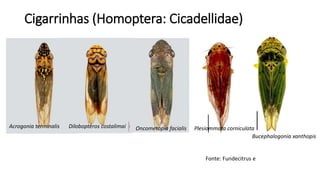 Cigarrinhas (Homoptera: Cicadellidae)
Acrogonia terminalis Dilobopteros costalimai Oncometopia facialis
Bucephalogonia xanthopis
Plesiommata corniculata
Fonte: Fundecitrus e
 