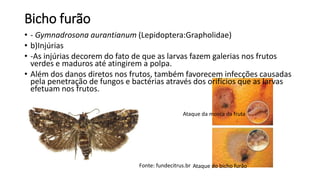 Bicho furão
• - Gymnadrosona aurantianum (Lepidoptera:Grapholidae)
• b)Injúrias
• -As injúrias decorem do fato de que as larvas fazem galerias nos frutos
verdes e maduros até atingirem a polpa.
• Além dos danos diretos nos frutos, também favorecem infecções causadas
pela penetração de fungos e bactérias através dos orifícios que as larvas
efetuam nos frutos.
Fonte: fundecitrus.br
Ataque da mosca da fruta
Ataque do bicho furão
 