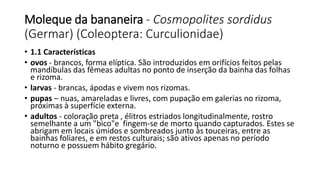 Moleque da bananeira - Cosmopolites sordidus
(Germar) (Coleoptera: Curculionidae)
• 1.1 Características
• ovos - brancos, forma elíptica. São introduzidos em orifícios feitos pelas
mandíbulas das fêmeas adultas no ponto de inserção da bainha das folhas
e rizoma.
• larvas - brancas, ápodas e vivem nos rizomas.
• pupas – nuas, amareladas e livres, com pupação em galerias no rizoma,
próximas à superfície externa.
• adultos - coloração preta , élitros estriados longitudinalmente, rostro
semelhante a um "bico"e fingem-se de morto quando capturados. Estes se
abrigam em locais úmidos e sombreados junto às touceiras, entre as
bainhas foliares, e em restos culturais; são ativos apenas no período
noturno e possuem hábito gregário.
 
