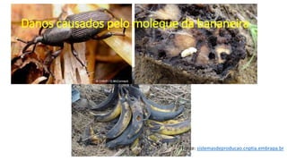 Danos causados pelo moleque da bananeira
Fonte: sistemasdeproducao.cnptia.embrapa.br
 