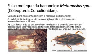 Falso moleque da bananeira: Metamasius spp.
(Coleoptera: Curculionidae).
Cuidado para não confundir com o moleque da bananeira!
Os adultos deste inseto são de coloração preta e têm manchas
avermelhadas nos élitros.
As suas larvas não se desenvolvem no rizoma; e quando ocorrem em
pseudocaule (provocando abertura de galerias) normalmente estão
associadas a plantas tombadas e já debilitadas, ou seja, no final do ciclo.
Fonte: sistemasdeproducao.cnptia.embrapa.br
 