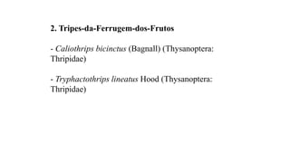 2. Tripes-da-Ferrugem-dos-Frutos
- Caliothrips bicinctus (Bagnall) (Thysanoptera:
Thripidae)
- Tryphactothrips lineatus Hood (Thysanoptera:
Thripidae)
 