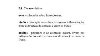 2.1. Características
ovos - colocados sobre frutos jovens.
ninfas - coloração amarelada, vivem nas inflorescências
entre as braçteas do coração e entre os frutos.
adultos - pequenos e de coloração escura, vivem nas
inflorescências entre as bracteas do coração e entre os
frutos.
 