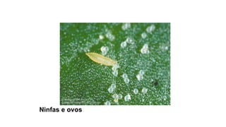 Ninfas e ovos
 