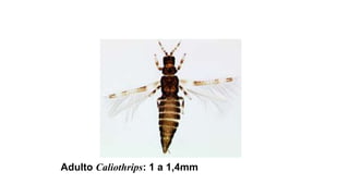 Adulto Caliothrips: 1 a 1,4mm
 