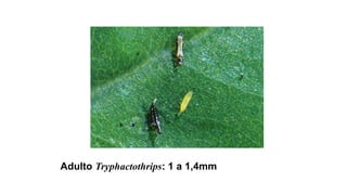 Adulto Tryphactothrips: 1 a 1,4mm
 
