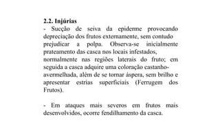 2.2. Injúrias
- Sucção de seiva da epiderme provocando
depreciação dos frutos externamente, sem contudo
prejudicar a polpa. Observa-se inicialmente
prateamento das casca nos locais infestados,
normalmente nas regiões laterais do fruto; em
seguida a casca adquire uma coloração castanho-
avermelhada, além de se tornar áspera, sem brilho e
apresentar estrias superficiais (Ferrugem dos
Frutos).
- Em ataques mais severos em frutos mais
desenvolvidos, ocorre fendilhamento da casca.
 