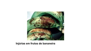 Injúrias em frutos de bananeira
 