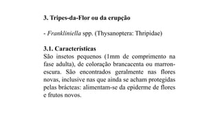 3. Tripes-da-Flor ou da erupção
- Frankliniella spp. (Thysanoptera: Thripidae)
3.1. Características
São insetos pequenos (1mm de comprimento na
fase adulta), de coloração brancacenta ou marron-
escura. São encontrados geralmente nas flores
novas, inclusive nas que ainda se acham protegidas
pelas brácteas: alimentam-se da epiderme de flores
e frutos novos.
 