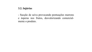 3.2. Injúrias
- Sucção de seiva provocando pontuações marrons
e ásperas nos frutos, desvalorizando comercial-
mente o produto.
 