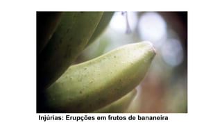 Injúrias: Erupções em frutos de bananeira
 