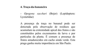 4. Traça-da-bananeira
- Opogona sacchari (Bojer) (Lepidoptera:
Lyonetidae)
A presença da traça no bananal pode ser
detectada pela observação de resíduos que
acumulam na extremidade apical dos frutos e são
constituídos pelos excrementos da larva e por
partículas da planta. É comum a presença de
frutos amadurecidos em cacho ainda verde. Esta
praga ganha muita importância em São Paulo.
 