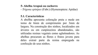 5- Abelha Arapuá ou cachorro
- Trigona spinipes (Fabr.) (Hymenoptera: Apidae)
5.1. Características
A abellha apresenta coloração preta e mede em
torno de 6mm de comprimento por 3mm de
largura. Na construção dos ninhos, localizados em
árvores ou em cunpinzeiros abandonados, são
utilizadas resinas vegetais como aglutinadores. As
abelhas procuram as flores e frutos jovens para
deles extrair parte da resina empregada na
confecção de seus ninhos.
 