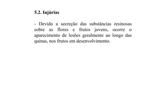 5.2. Injúrias
- Devido a secreção das substâncias resinosas
sobre as flores e frutos jovens, ocorre o
aparecimento de lesões geralmente ao longo das
quinas, nos frutos em desenvolvimento.
 