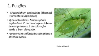 1. Pulgões
• - Macrosiphum euphorbiae (Thomas)
(Homoptera: Aphididae)
• a) Características: Macrosiphum
euphorbiae: O corpo atinge até 4mm
de comprimento é de coloração
verde e bem alongado.
• Apresentam sinfúnculos compridos e
antenas curtas.
Fonte: wikiwand
 