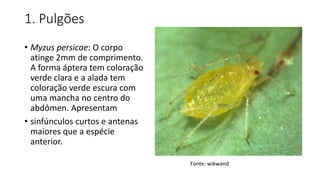 1. Pulgões
• Myzus persicae: O corpo
atinge 2mm de comprimento.
A forma áptera tem coloração
verde clara e a alada tem
coloração verde escura com
uma mancha no centro do
abdômen. Apresentam
• sinfúnculos curtos e antenas
maiores que a espécie
anterior.
Fonte: wikwand
 