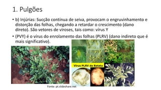 1. Pulgões
• b) Injúrias: Sucção contínua de seiva, provocam o engruvinhamento e
distorção das folhas, chegando a retardar o crescimento (dano
direto). São vetores de viroses, tais como: vírus Y
• (PVY) é o vírus do enrolamento das folhas (PLRV) (dano indireto que é
mais significativo).
Fonte: pt.slideshare.net
 