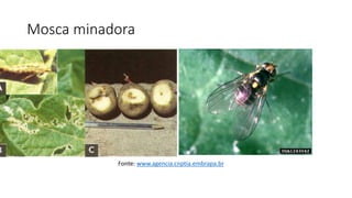 Mosca minadora
Fonte: www.agencia.cnptia.embrapa.br
 