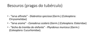 Besouros (pragas do tubérculo)
• - "larva alfinete" - Diabrotica speciosa (Germ.) (Coleoptera:
Chrysomelidae)
• - "larva arame" - Conoderus scalaris (Germ.) (Coleoptera: Elateridae)
• - "bicho da tromba de elefante" - Phyrdenus muriceus (Germ.)
(Coleoptera: Cucurlionidae).
 