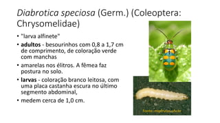 Diabrotica speciosa (Germ.) (Coleoptera:
Chrysomelidae)
• "larva alfinete"
• adultos - besourinhos com 0,8 a 1,7 cm
de comprimento, de coloração verde
com manchas
• amarelas nos élitros. A fêmea faz
postura no solo.
• larvas - coloração branco leitosa, com
uma placa castanha escura no último
segmento abdominal,
• medem cerca de 1,0 cm.
Fonte: mipfrutas.ufv.br
 