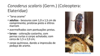 Conoderus scalaris (Germ.) (Coleoptera:
Elateridae)
• "larva arame"
• adultos - besouros com 1,0 a 1,5 cm de
comprimento; protórax preto e élitros
marrom
• avermelhados com pontuações pretas.
• larvas - coloração castanho, com
pernas curtas e corpo achatado; com
cerca de 1,5 a 2,0 cm;
• corpo quitinoso, dando a impressão de
pedaço de arame.
Fonte: www.ecoregistros.org
 